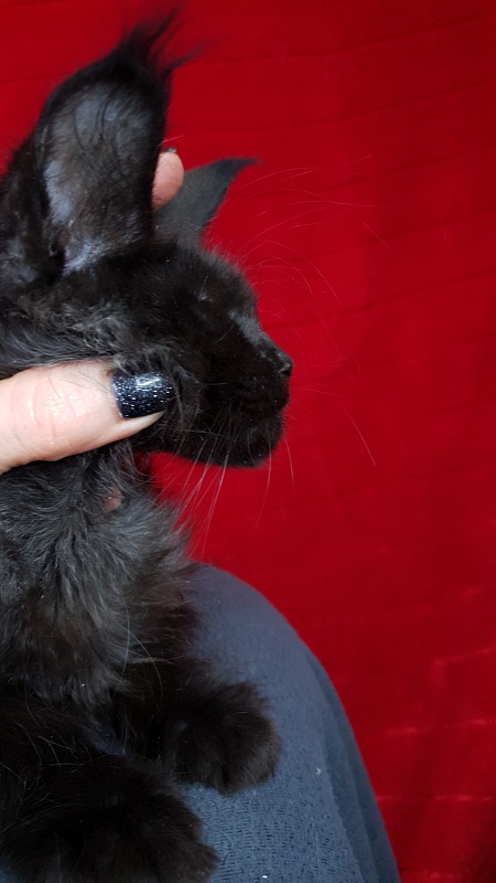 La*Vanda Akbars - Kitten maine-coon 2 months 1 week