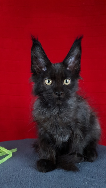 La*Vanda Akbars - Kitten maine-coon 2 months 1 week
