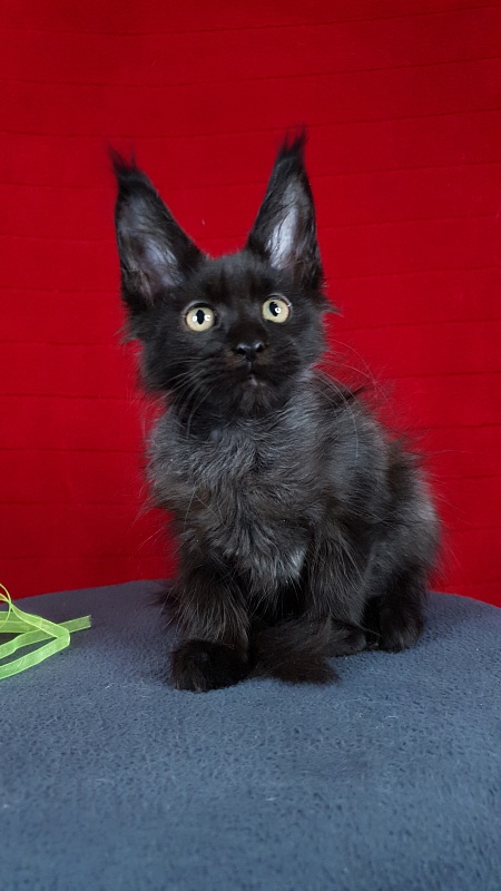 La*Vanda Akbars - Kitten maine-coon 2 months 1 week