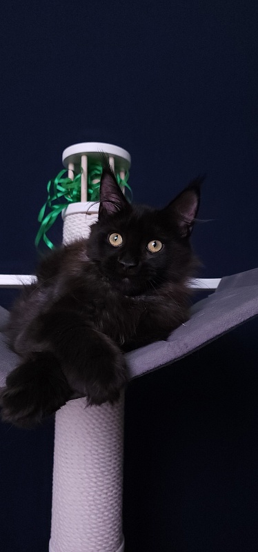 Niko*Lay  Akbars - Kitten maine-coon 3 months 3.5 weeks