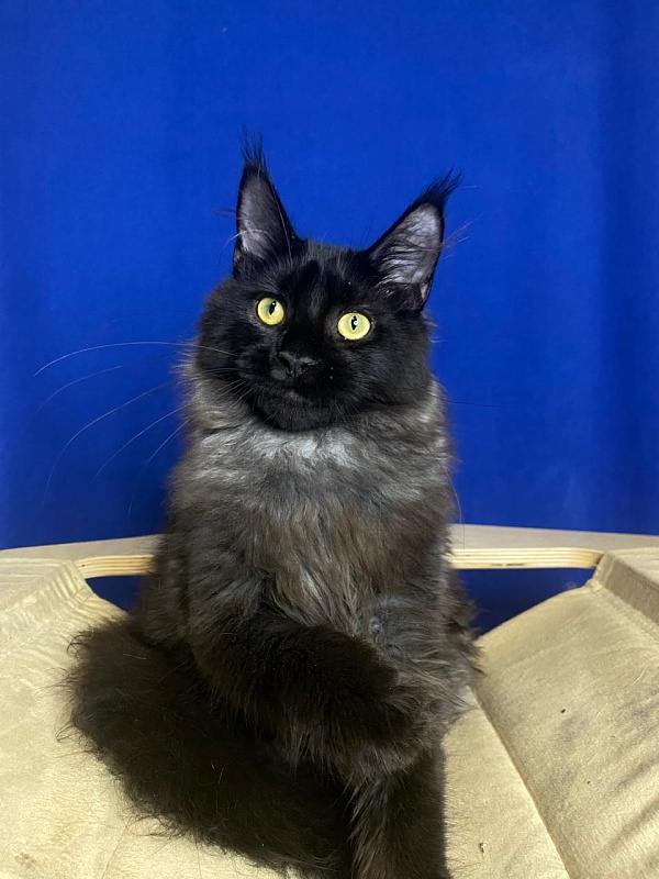 Niko*Lay  Akbars - Kitten maine-coon 4 months 2.5 weeks