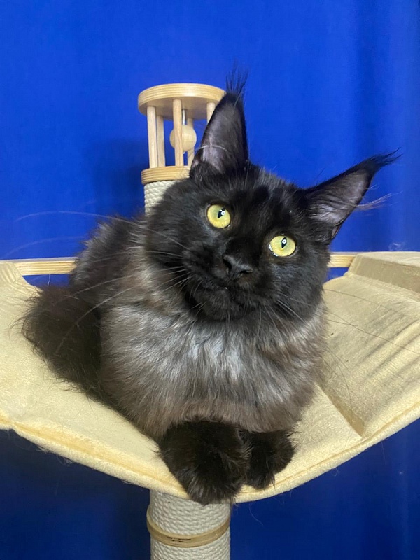 Niko*Lay  Akbars - Kitten maine-coon 4 months 2.5 weeks