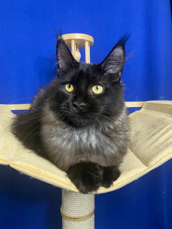 Niko*Lay  Akbars - Kitten maine-coon 4 months 2.5 weeks