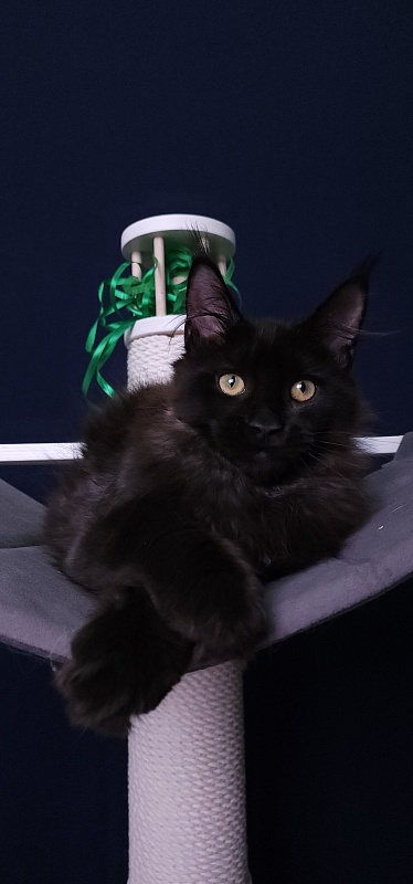 Niko*Lay  Akbars - Kitten maine-coon 3 months 3.5 weeks