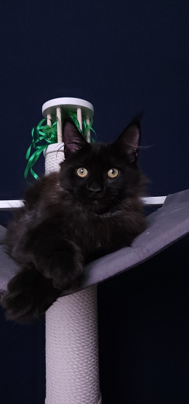 Niko*Lay  Akbars - Kitten maine-coon 3 months 3.5 weeks