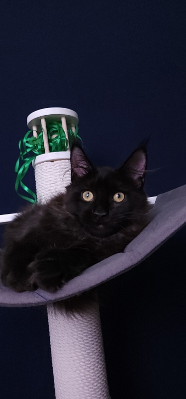 Niko*Lay  Akbars - Kitten maine-coon 3 months 3.5 weeks