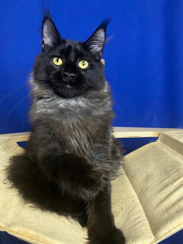 Niko*Lay  Akbars - Kitten maine-coon 4 months 2.5 weeks