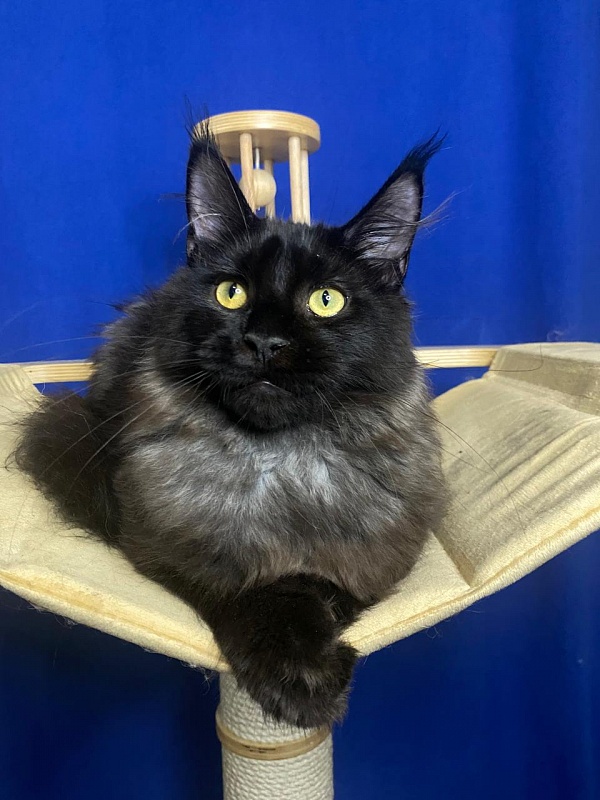 Niko*Lay  Akbars - Kitten maine-coon 4 months 2.5 weeks