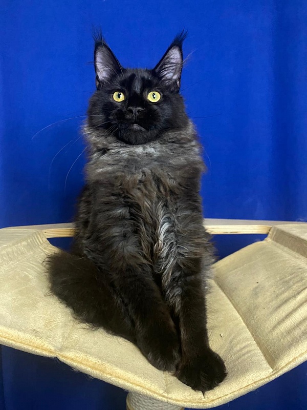 Niko*Lay  Akbars - Kitten maine-coon 4 months 2.5 weeks