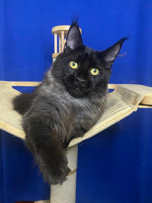 Niko*Lay  Akbars - Kitten maine-coon 4 months 2.5 weeks