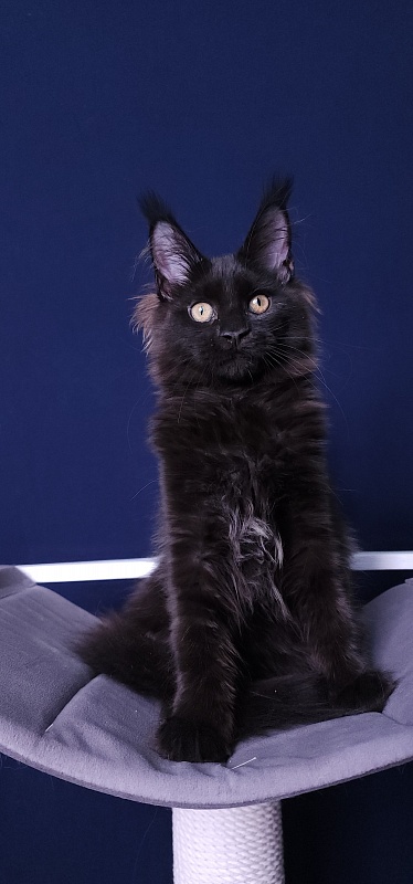 Nir*Vana Akbars - Kitten maine-coon 3 months 3.5 weeks