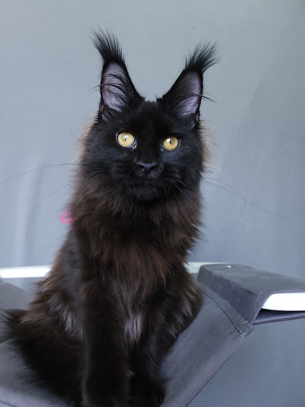 Nir*Vana Akbars - Kitten maine-coon 5 months 3.5 weeks