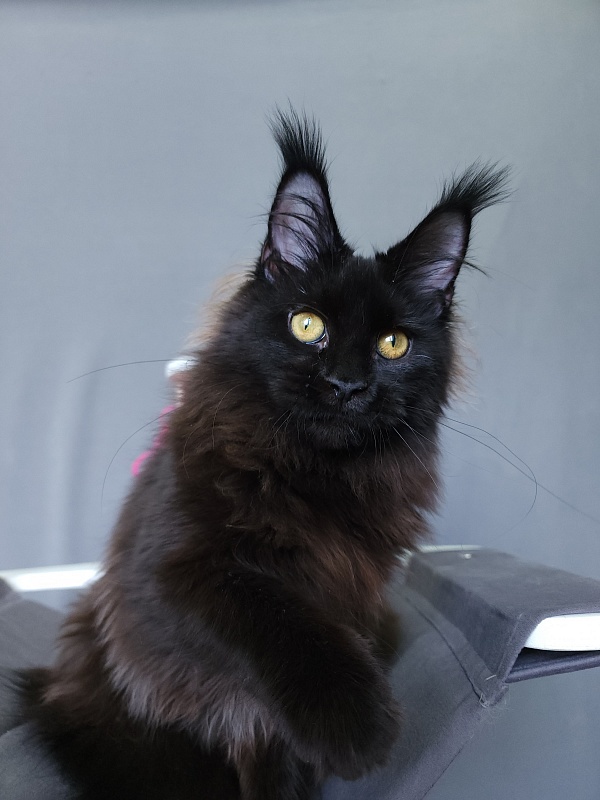 Nir*Vana Akbars - Kitten maine-coon 5 months 3.5 weeks