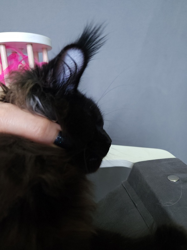 Nir*Vana Akbars - Kitten maine-coon 5 months 3.5 weeks