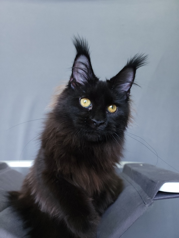 Nir*Vana Akbars - Kitten maine-coon 5 months 3.5 weeks