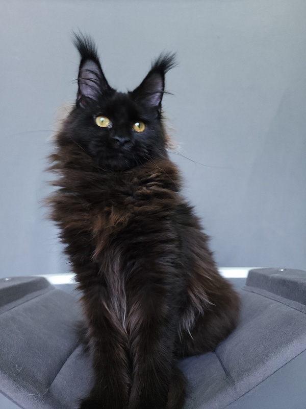 Nir*Vana Akbars - Kitten maine-coon 5 months 3.5 weeks