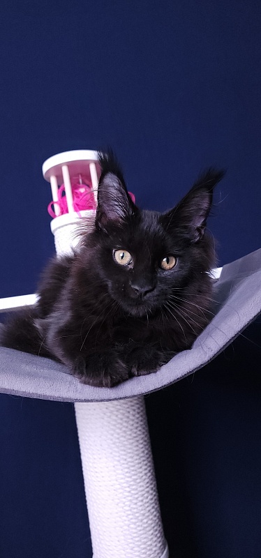 Nir*Vana Akbars - Kitten maine-coon 3 months 3.5 weeks