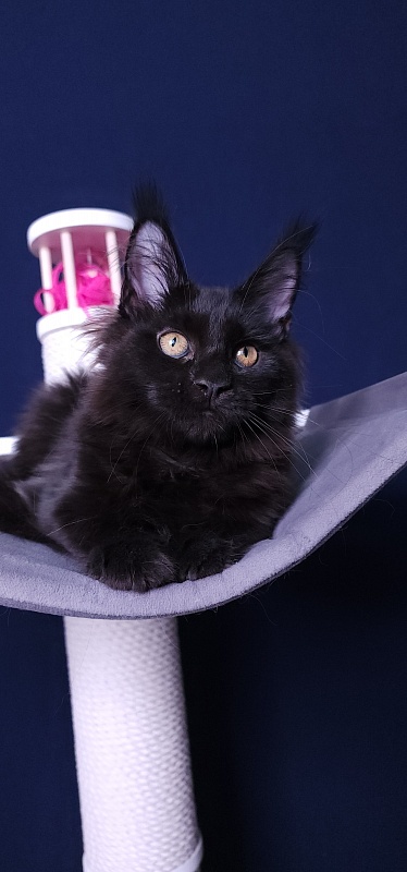 Nir*Vana Akbars - Kitten maine-coon 3 months 3.5 weeks