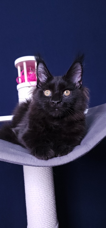 Nir*Vana Akbars - Kitten maine-coon 3 months 3.5 weeks