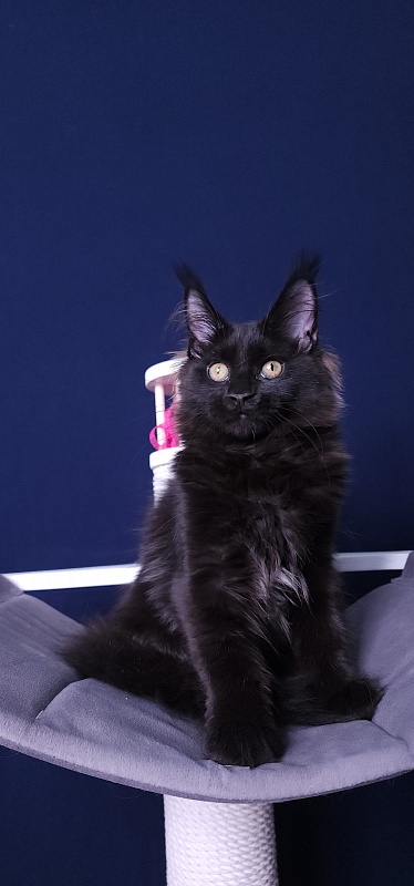 Nir*Vana Akbars - Kitten maine-coon 3 months 3.5 weeks