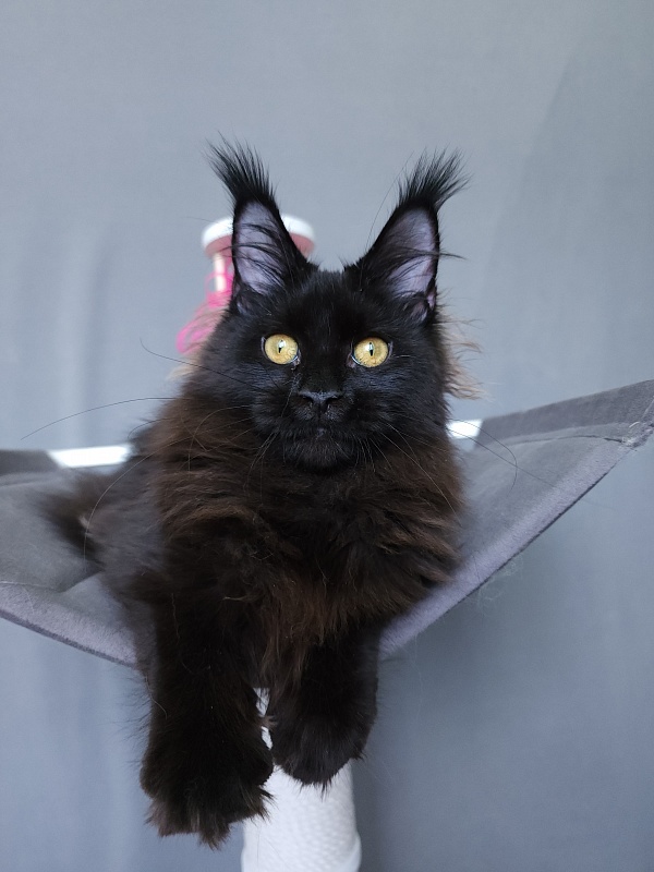 Nir*Vana Akbars - Kitten maine-coon 5 months 3.5 weeks