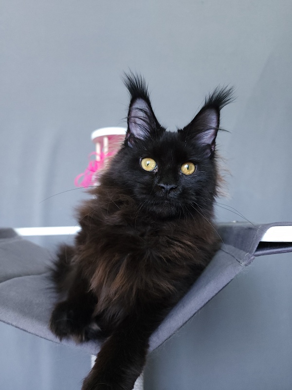 Nir*Vana Akbars - Kitten maine-coon 5 months 3.5 weeks