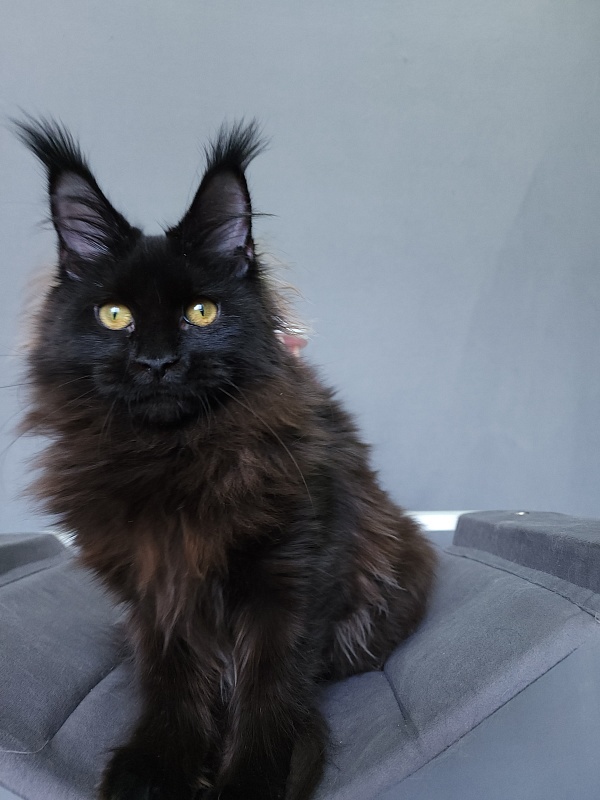 Nir*Vana Akbars - Kitten maine-coon 5 months 3.5 weeks