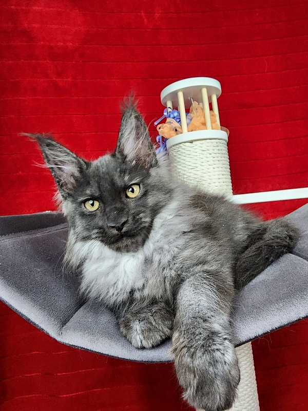 Gustav  Akbars - Kitten maine-coon 2 months 1.5 week