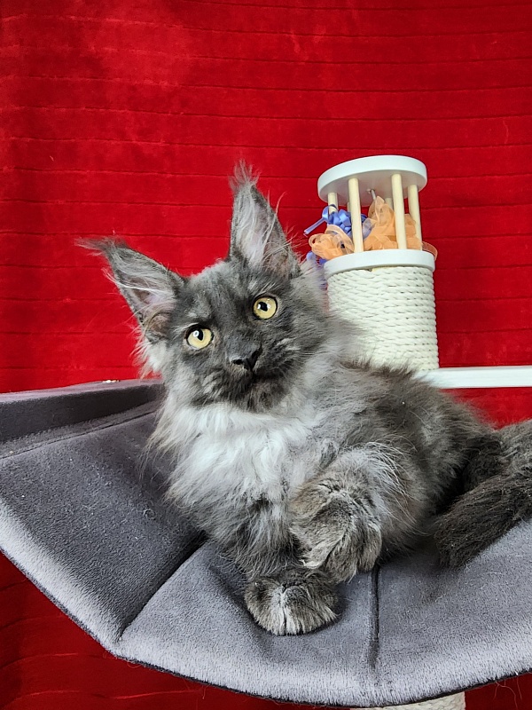 Gustav  Akbars - Kitten maine-coon 2 months 1.5 week