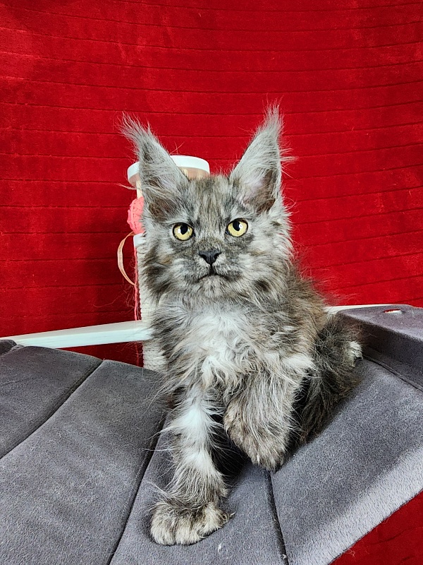 Genesis   Akbars  (polydactyl 65/66) - Kitten maine-coon 2.5 months