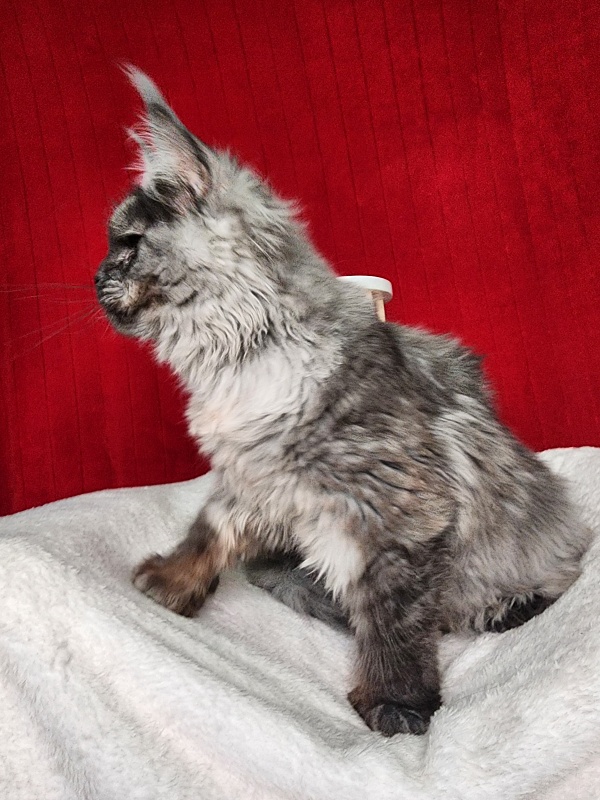 Genesis   Akbars  (polydactyl 65/66) - Kitten maine-coon 5 months 1 week