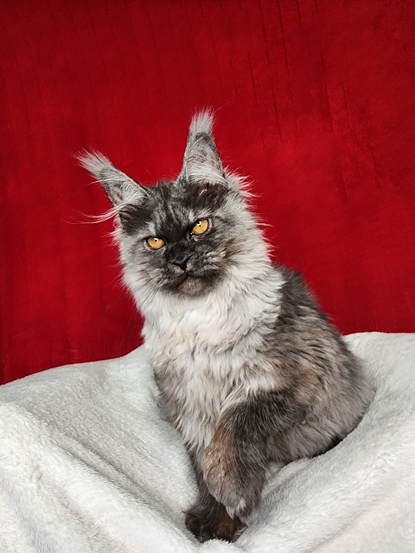 Genesis   Akbars  (polydactyl 65/66) - Kitten maine-coon 5 months 1 week