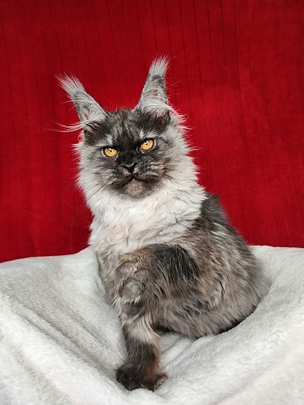 Genesis   Akbars  (polydactyl 65/66) - Kitten maine-coon 5 months 1 week