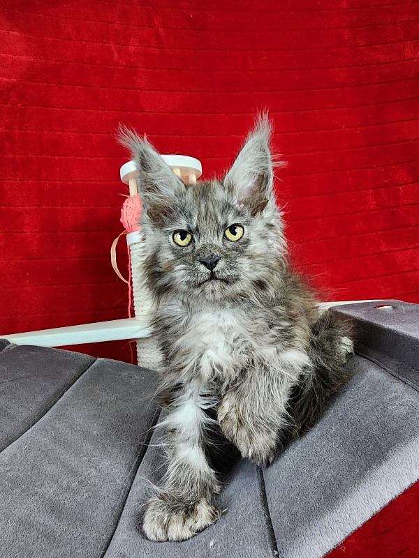 Genesis   Akbars  (polydactyl 65/66) - Kitten maine-coon 2.5 months