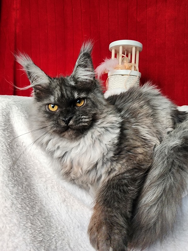 Genesis   Akbars  (polydactyl 65/66) - Kitten maine-coon 5 months 1 week