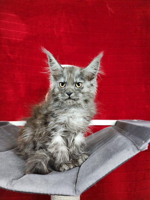Genesis   Akbars  (polydactyl 65/66) - Kitten maine-coon 2.5 months