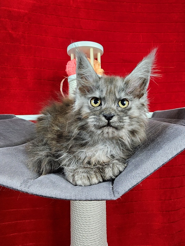 Genesis   Akbars  (polydactyl 65/66) - Kitten maine-coon 2.5 months