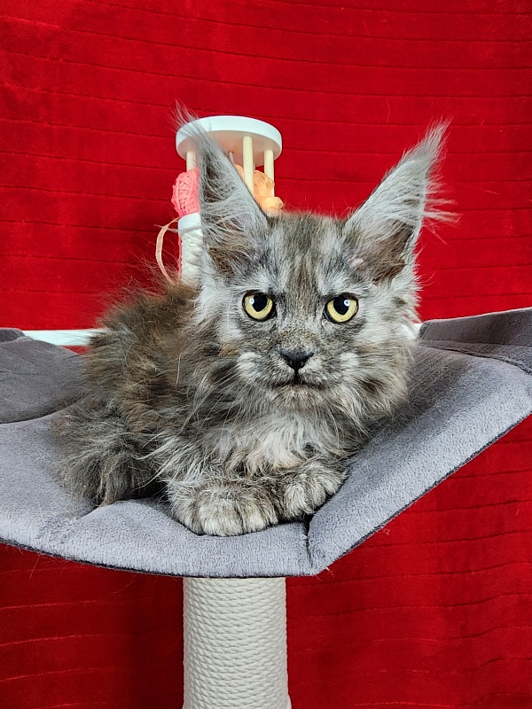 Genesis   Akbars  (polydactyl 65/66) - Kitten maine-coon 2.5 months