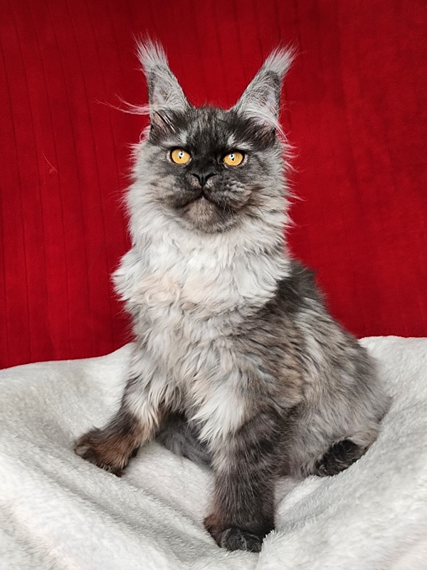 Genesis   Akbars  (polydactyl 65/66) - Kitten maine-coon 5 months 1 week