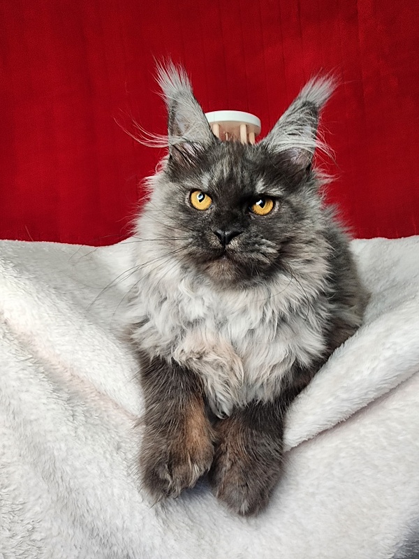 Genesis   Akbars  (polydactyl 65/66) - Kitten maine-coon 5 months 1 week