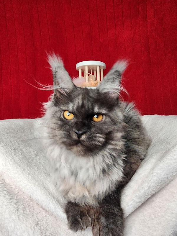 Genesis   Akbars  (polydactyl 65/66) - Kitten maine-coon 5 months 1 week