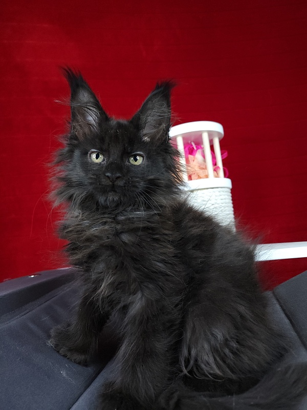 Golda Akbars  (polydactyl 66/66) - Kitten maine-coon 2 months 1.5 week
