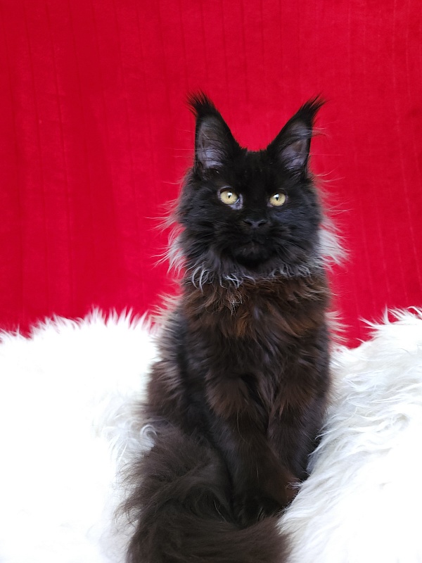 Golda Akbars  (polydactyl 66/66) - Kitten maine-coon 5 months 1 week