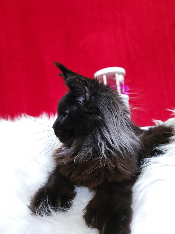 Golda Akbars  (polydactyl 66/66) - Kitten maine-coon 5 months 1 week