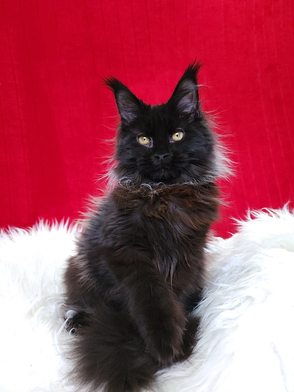 Golda Akbars  (polydactyl 66/66) - Kitten maine-coon 5 months 1 week