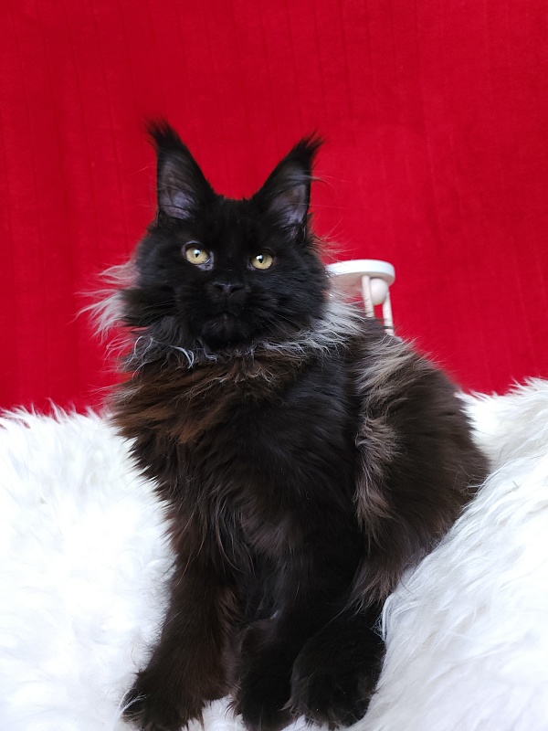 Golda Akbars  (polydactyl 66/66) - Kitten maine-coon 5 months 1 week