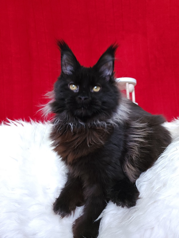 Golda Akbars  (polydactyl 66/66) - Kitten maine-coon 5 months 1 week