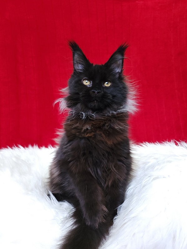 Golda Akbars  (polydactyl 66/66) - Kitten maine-coon 5 months 1 week