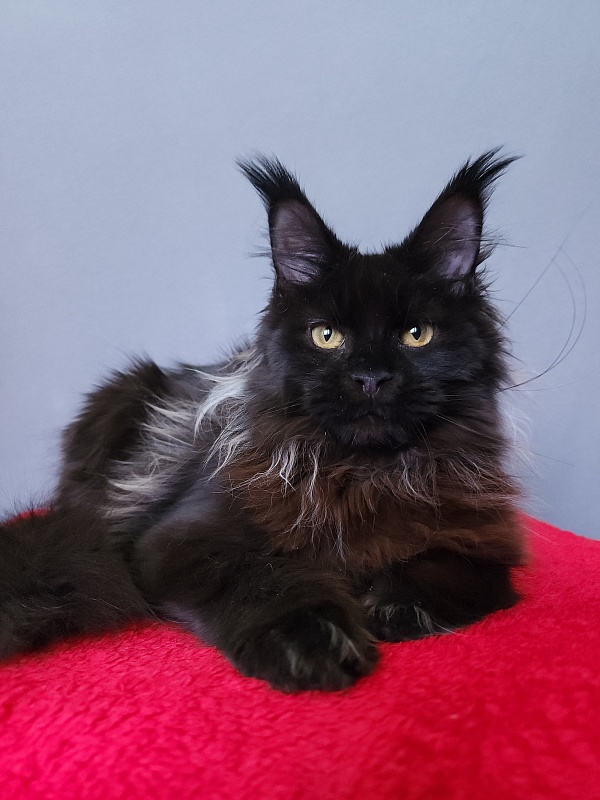 Golda Akbars  (polydactyl 66/66) - Kitten maine-coon 6 months 2 weeks