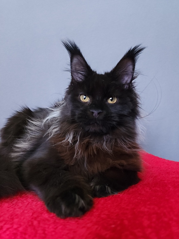Golda Akbars  (polydactyl 66/66) - Kitten maine-coon 6 months 2 weeks